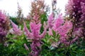 Lupine field with pink purple and blue flowers. Bunch of lupines summer flower background Royalty Free Stock Photo