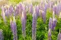 Lupine field with pink purple and blue flowers. Bunch of lupines summer flower background. Lupinus Royalty Free Stock Photo