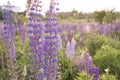 Lupine field with pink purple and blue flowers. Bunch of lupines summer flower background Royalty Free Stock Photo