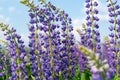 Lupine field with purple and blue flowers. Bunch of lupines summer flower background. Lupinus Royalty Free Stock Photo