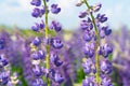 Lupine field with purple and blue flowers. Bunch of lupines summer flower background. Lupinus Royalty Free Stock Photo