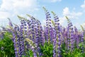 Lupine field with purple and blue flowers. Bunch of lupines summer flower background. Lupinus Royalty Free Stock Photo