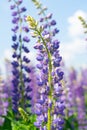 Lupine field with purple and blue flowers. Bunch of lupines summer flower background. Lupinus Royalty Free Stock Photo