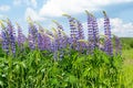 Lupine field with purple and blue flowers. Bunch of lupines summer flower background. Lupinus Royalty Free Stock Photo