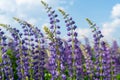 Lupine field with purple and blue flowers. Bunch of lupines summer flower background. Lupinus Royalty Free Stock Photo