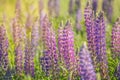 Lupine field with wild pink, purple and blue flowers, close-up Royalty Free Stock Photo