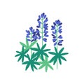 Lupine flat vector illustration. Purple meadow flowers isolated on white background. Flowering plants with petals and