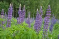 Lupine flower