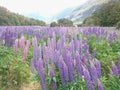 Lupine flower field in mountain New Zealand Royalty Free Stock Photo