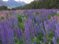 Lupine flower full bloom condition Royalty Free Stock Photo