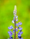 Lupine flower with green bokeh background Royalty Free Stock Photo