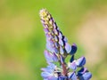 Lupine flower with green bokeh background Royalty Free Stock Photo