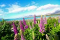 Lupine flower new zealand Royalty Free Stock Photo