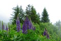 Lupine flower plant in Black Forest nature reserve spring season nature detail Royalty Free Stock Photo