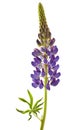 Lupine flower on a white
