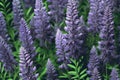 Lupine flowers background,  Purple lupine flowers with green leaves Royalty Free Stock Photo