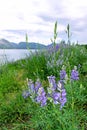 Lupines, Grand Teton mountain Royalty Free Stock Photo