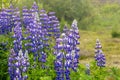 Lupine flowers blooming in a field in the summer. Royalty Free Stock Photo