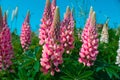 Lupine flowers on blue sky background.Pink flowers and blue sky.Beautiful blooming background with lupins in a sunny Royalty Free Stock Photo