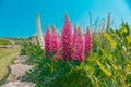 Lupine flowers and blue sky.Beautiful blooming background with lupins in a sunny summer day.Summer season.Summer mood. Royalty Free Stock Photo