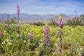 Lupine flowers; field of wildflowers in the background, Anza Borrego Desert State Park, California