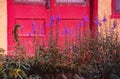 Lupine Flowers in front of Fuscia colored door