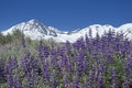 Lupine Flowers In Front Of Sierra Nevada Mountains