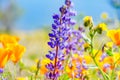 Lupine Flowers in Full Bloom During the Spring Season in Southern California