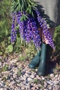 Lupine flowers and green rubber boots.Rustic rubber shoes.Lilac Lupines.Rubble is sprinkled on the village road