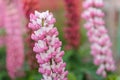 Lupine Flowers Grow In The Garden. Lupins Close Up. Lupins Are Blooming. Bright Beautiful Flowers