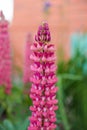 Lupine Flowers Grow In The Garden. Lupins Close Up. Lupins Are Blooming. Bright Beautiful Flowers