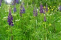 Lupine flowers in herbal meadow, German spring season nature Royalty Free Stock Photo
