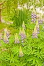 Lupine flowers Royalty Free Stock Photo