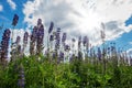 Lupine flowers on the meadow grow up to blue sky with sun and clouds, nature background Royalty Free Stock Photo