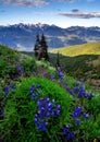 Lupine Flowers And Olympic Mountains, Washington State