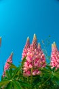 Lupine flowers. Pink lupins on bright blue sky background.Pink flowers and blue sky.Beautiful blooming background with Royalty Free Stock Photo