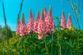 Lupine flowers. Pink lupins on bright blue sky background.Pink flowers and blue sky. blooming background with lupins in Royalty Free Stock Photo