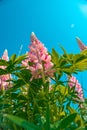Lupine flowers. Pink lupins on bright blue sky background.Pink flowers and blue sky.Summer season.Summer mood. Royalty Free Stock Photo