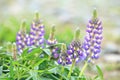 Lupine Flowers