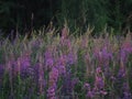 Lupine flowers in summer field at sunset. Purple flowers in summer meadow.