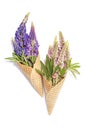 Lupine flowers in waffle cones on white background Royalty Free Stock Photo