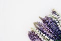 Lupine flowers  on a white background Royalty Free Stock Photo