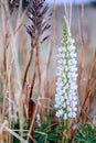 Lupine Flowers