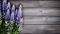 Lupine flowers on a wooden background. Place for text Royalty Free Stock Photo