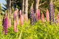 Lupine full bloom condition summer season New Zealand Royalty Free Stock Photo