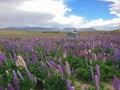 Lupine full bloom field with mountain skyline background Royalty Free Stock Photo