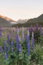 Lupine full bloom purple colour with mountain background, New Zealand Royalty Free Stock Photo