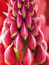 Lupine. A garden flower. Purple.