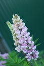 Lupine in the garden