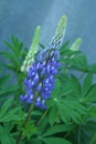 Lupine in the garden